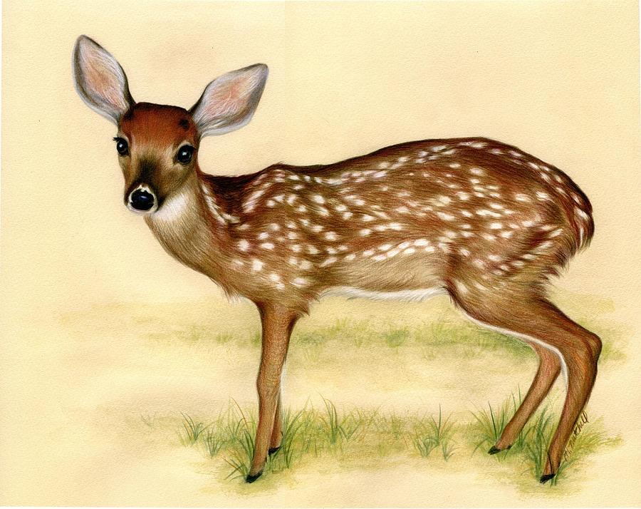 Fawn Drawing by heather-mitchell