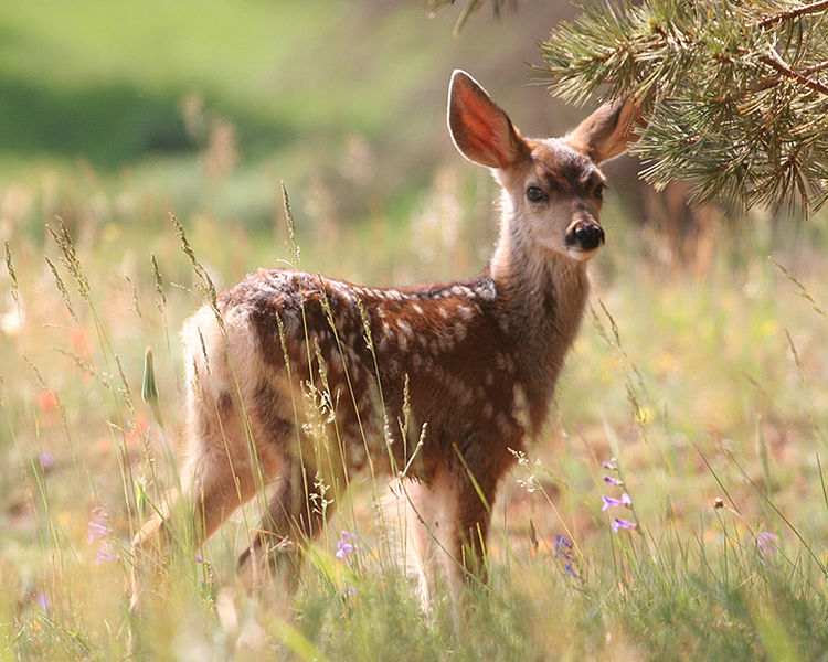 Photo of a Fawn