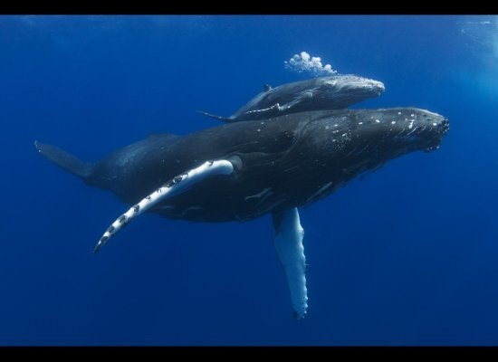 Humpback Whale Mom and Baby