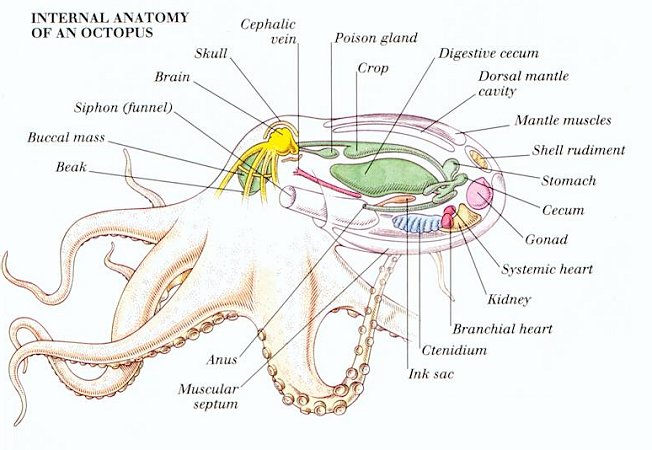 Octopus Anatomy