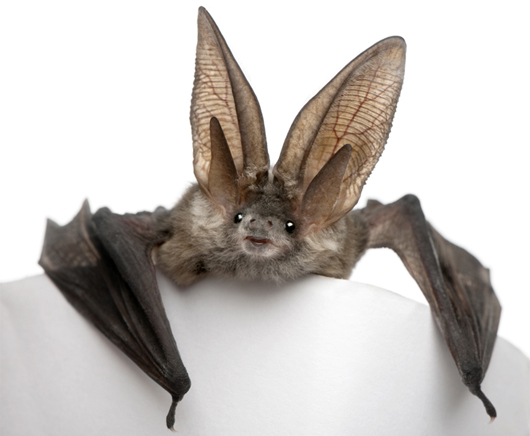 Bat Fun Facts