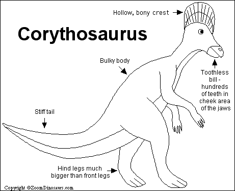 corythosaurus anatomy