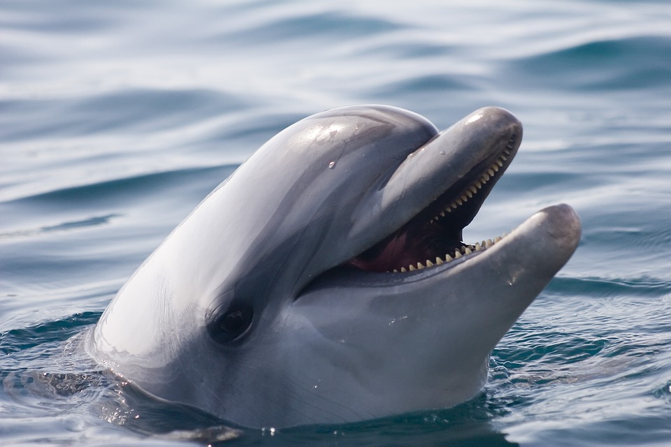 dolphin-smile
