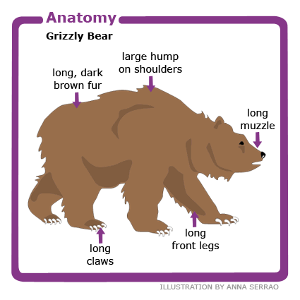 Grizzly Bear Anatomy