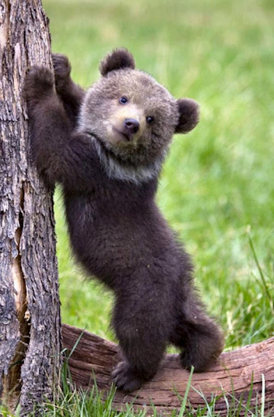 Baby Grizzly Bear